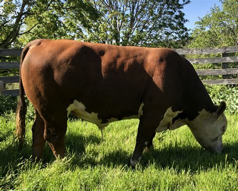 Hereford Cattle For Sale Private Treaty Get in Touch Cell 785-826-0870 785-668-2368 Welcome to Oleen Cattle Co. . Polled hereford bulls for sale private treaty